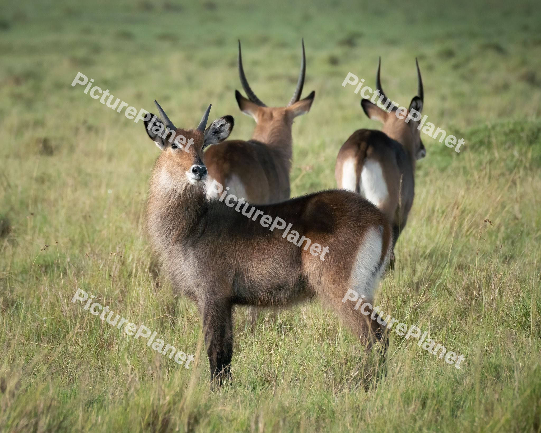 Waterbuck in a grassy field